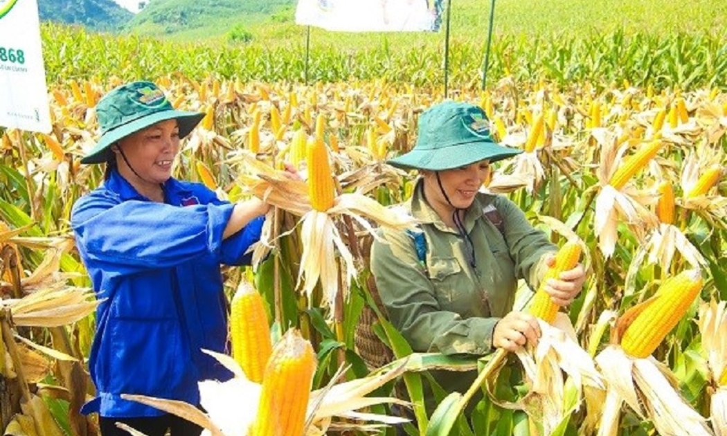 Ứng dụng công nghệ sinh học đã giúp cây ngô có năng suất vượt trội. Ảnh minh họa.
