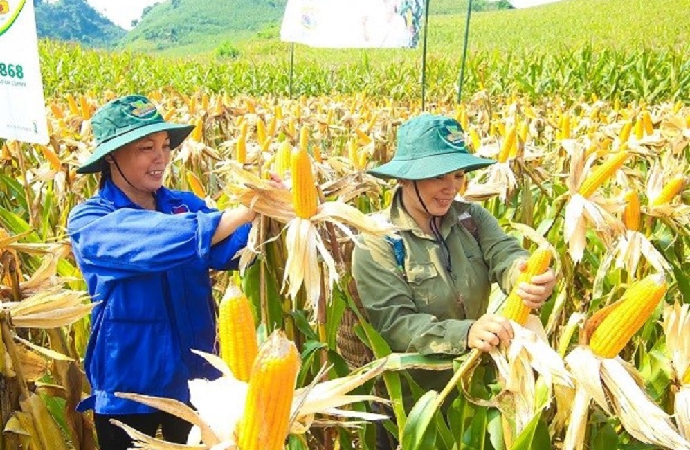 Ứng dụng công nghệ sinh học đã giúp cây ngô có năng suất vượt trội. Ảnh minh họa.