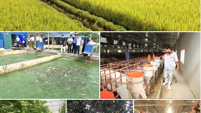 Agro-forestry and fishery production up 3.1% in 9M
