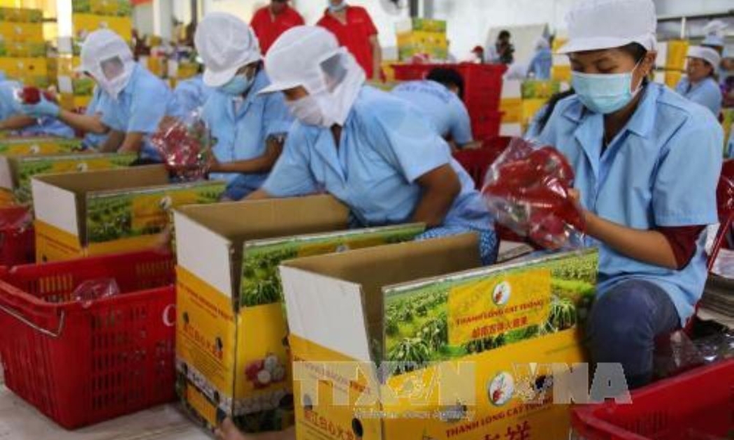 Xuất khẩu rau quả 9 tháng đạt 5,84 tỷ USD, tăng 39,4% so với cùng kỳ năm trước.