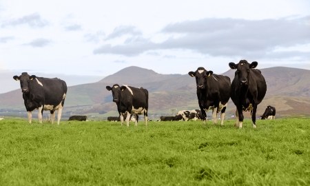 Việt Nam – Ireland tăng cường thúc đẩy hợp tác trong ngành thực phẩm, đồ uống