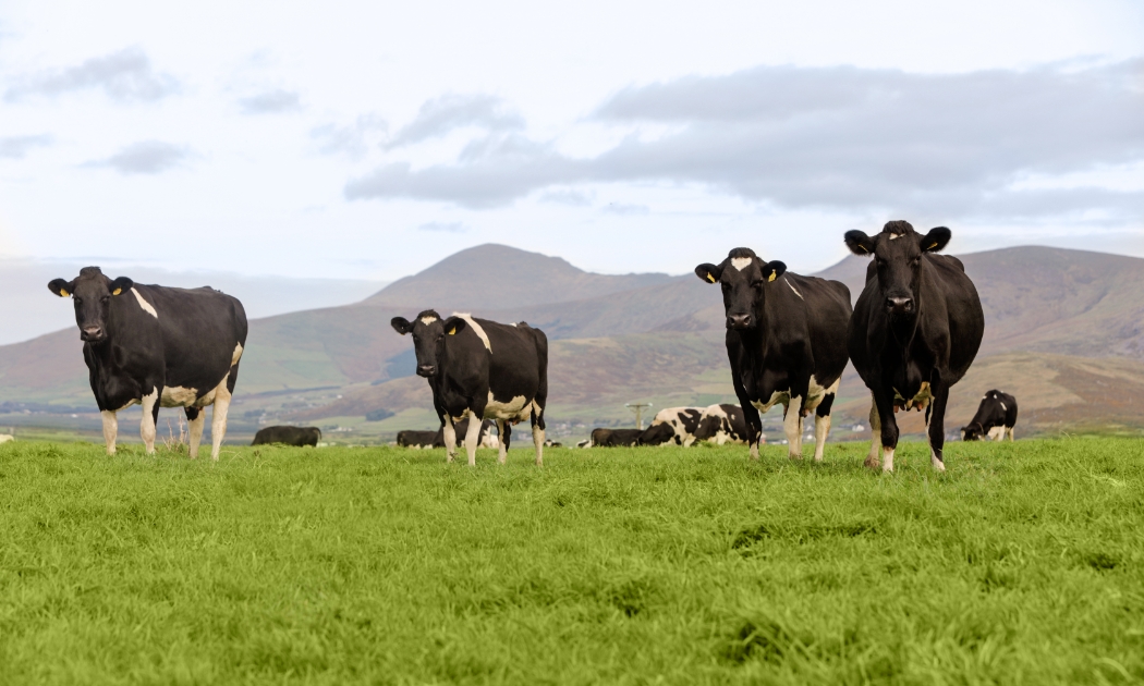Việt Nam – Ireland có nhiều tiềm năng trong hợp tác thương mại các sản phẩm từ sữa – Ảnh minh họa.
