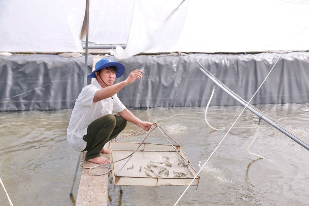 Nông dân Việt Nam xuất sắc có lợi nhuận lớn nhất là anh Nguyễn Minh Nhủ ở Bến Tre, đạt lợi nhuận 25 tỷ đồng/năm.