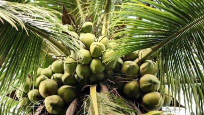 Ben Tre prepares for first coconut exports to China