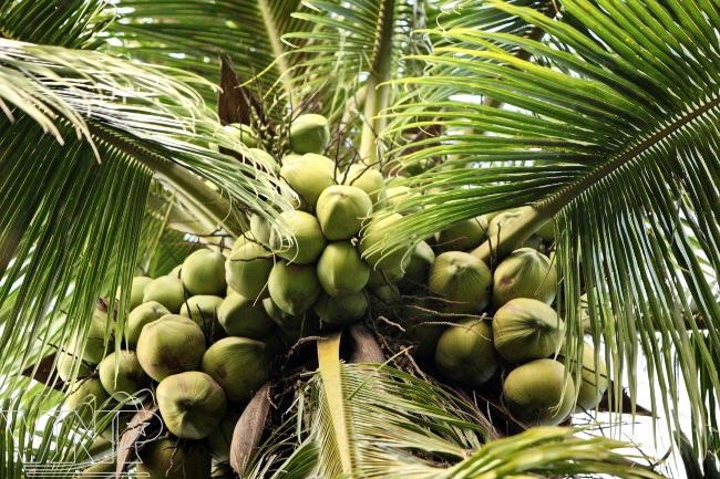 Ben Tre prepares for first coconut exports to China