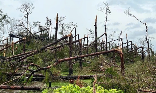Các công ty lâm nghiệp tại Quảng Ninh gặp rất nhiều thách thức hậu bão Yagi