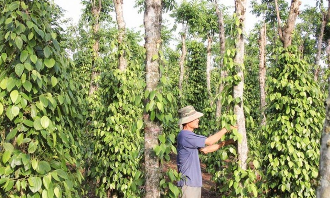 Giá hồ tiêu sẽ còn tiếp tục tăng mạnh trong thời gian tới.