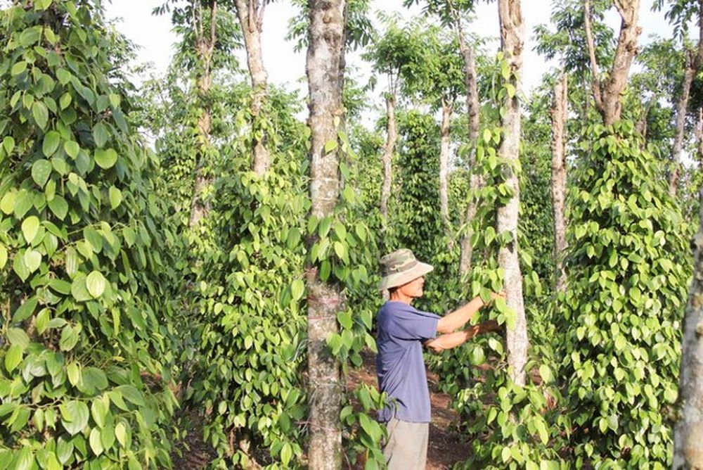 Giá hồ tiêu sẽ còn tiếp tục tăng mạnh trong thời gian tới.