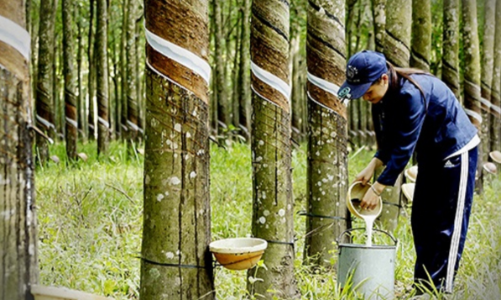 Nguồn cung thiếu hụt, giá cao su sẽ tiếp tục tăng cao