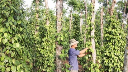 9M pepper exports hit over $1 billion