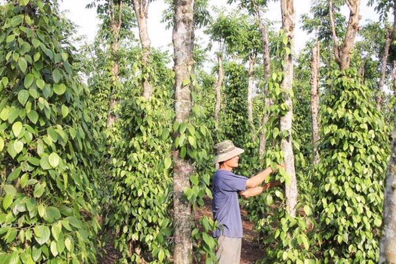 9M pepper exports hit over $1 billion