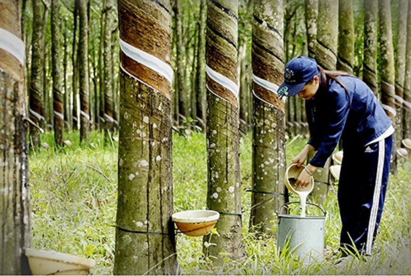 2024 rubber export expected to hit $3 bln following price hike