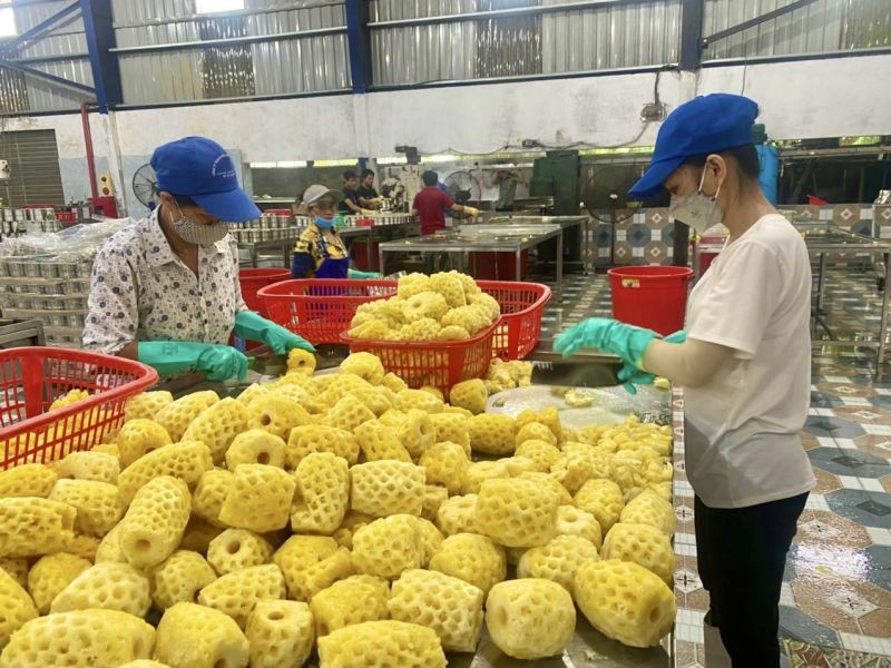 Quả dứa là một trong những sản phẩm nông sản xuất khẩu của Thanh Hoá.
