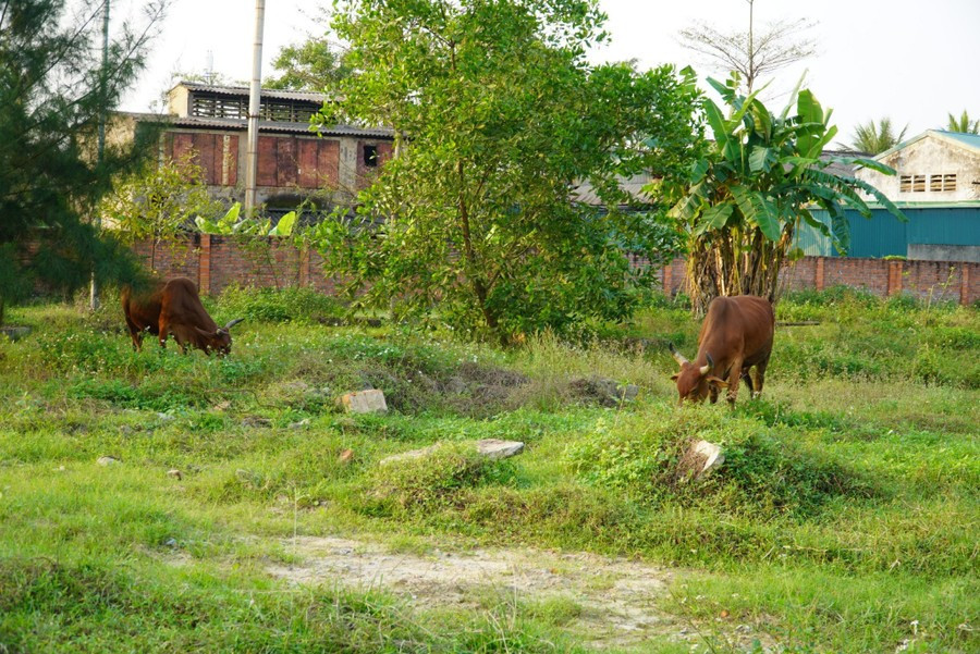 Địa điểm thực hiện dự án hiện nay trở nên nhếch nhác, nơi để người dân tận dụng chăn thả trâu bò