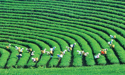 Thương hiệu Việt dốc sức đạt đích “xanh”