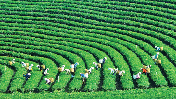 Thương hiệu Việt dốc sức đạt đích “xanh”