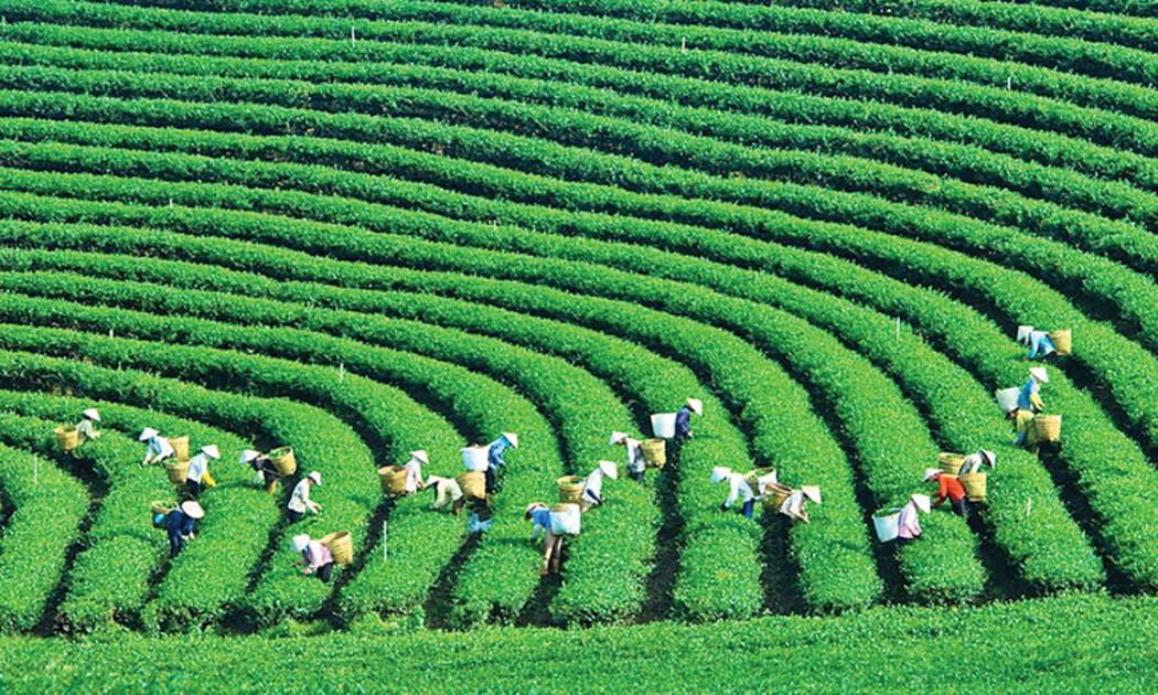 Khoảng 80% người tiêu dùng Việt Nam sẵn sàng chi trả nhiều hơn để mua các sản phẩm xanh.
