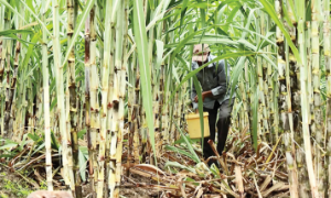 Người trồng mía ở Gia Lai hướng tới bán tín chỉ carbon