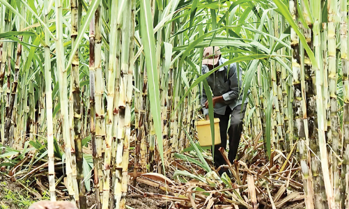 Người trồng mía ở Gia Lai hướng tới bán tín chỉ carbon