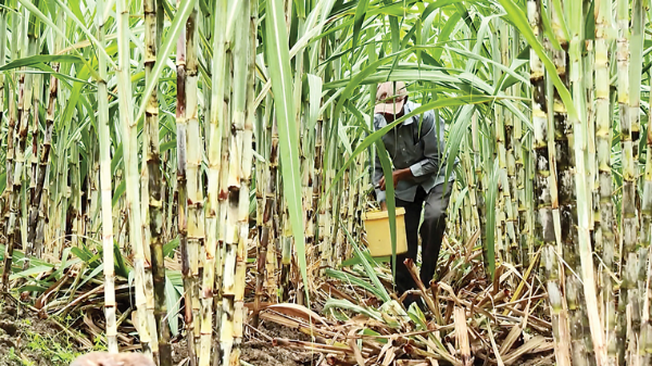 Người trồng mía ở Gia Lai hướng tới bán tín chỉ carbon