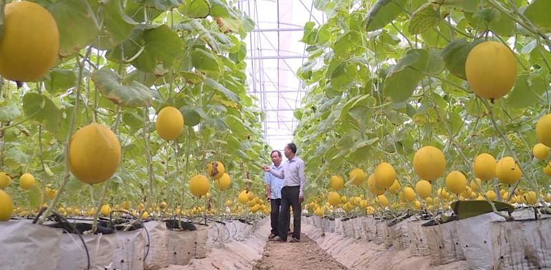 More than $1.45 billion to be invested in Thanh Hoa province’s agriculture.