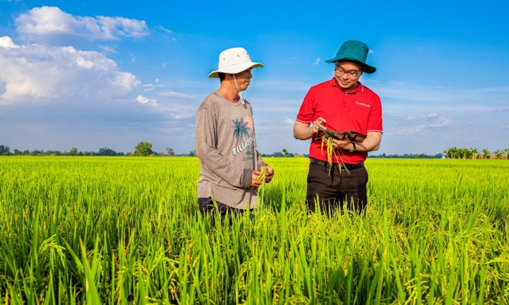 Agribank là ngân hàng chủ lực cung ứng vốn tín dụng phát triển 1 triệu héc ta lúa chất lượng cao.