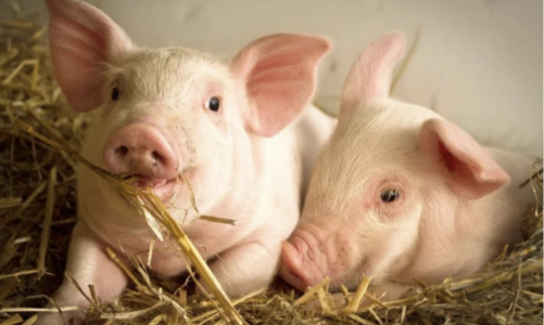 Giá lợn hơi đạt đỉnh 4 năm, 