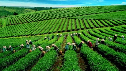 Tea exports earn $189 mln in 9M