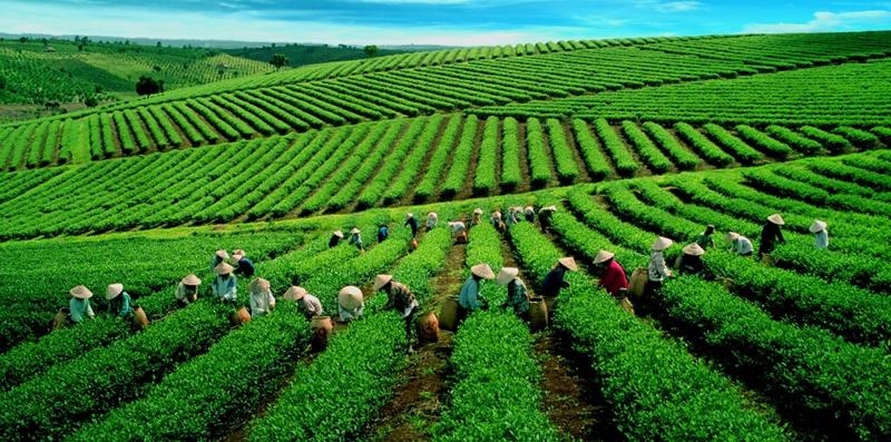 Tea exports earn $189 mln in 9M