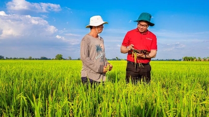 Preferential credit program launched to develop 1 million ha of high-quality, low-emission rice 