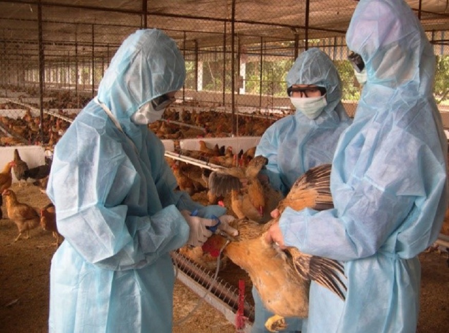 Việt Nam đã đạt được những tiến bộ đáng kể trong việc giải quyết các thách thức sức khỏe cấp bách do các bệnh lây truyền từ động vật sang người. Ảnh minh họa.