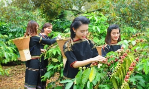 Giúp nông dân chủ động trước “cú sốc” thị trường