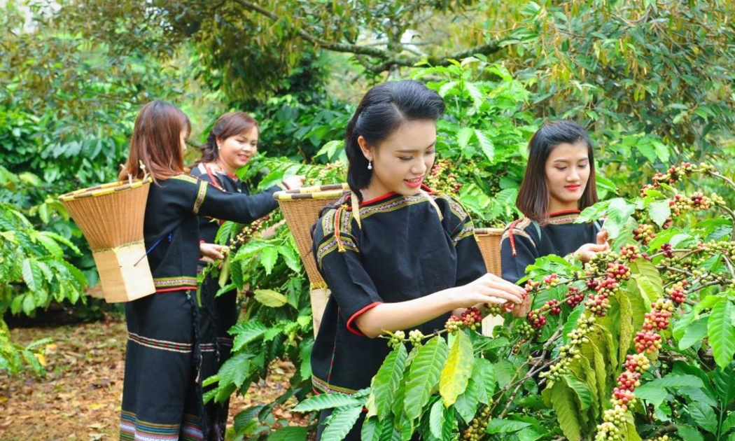 Nhiều nông dân ở Tây Nguyên canh tác nông nghiệp vẫn chạy theo biến động thị trường