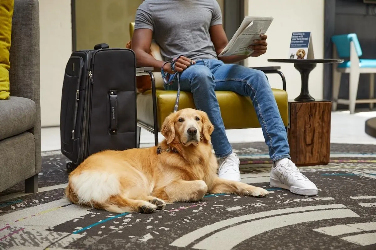 25% du khách đến với các khách sạn Hilton là đi du lịch cùng những người bạn bốn chân của mình.
