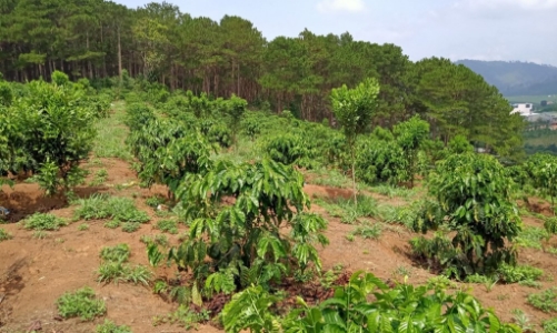 Lâm Đồng: Giá đất ở đô thị tại huyện Đức Trọng và Đà Lạt được điều chỉnh cao nhất