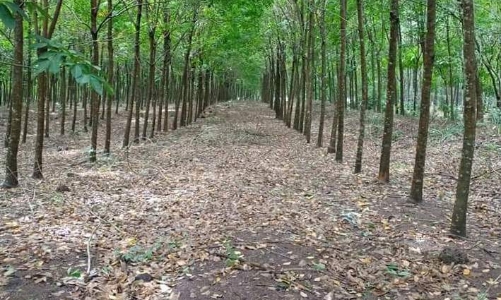 Thu hồi hơn 48 ha đất của Tổng công ty Cao su Đồng Nai