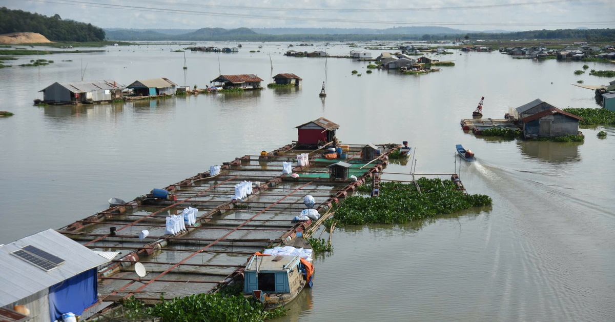 Cảnh báo ngập lụt trên sông La Ngà (Đồng Nai). Ảnh: A Lộc.