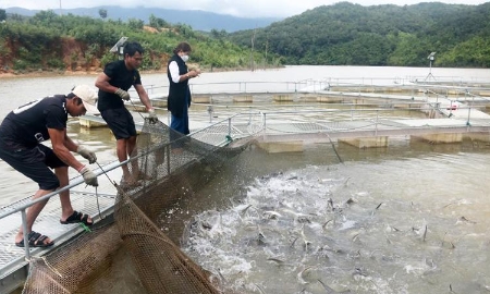 Ngành chăn nuôi thủy sản giữ vai trò quan trọng trong nền kinh tế, như hiện đang phải đối mặt với những thách thức lớn về biến đổi khí hậu và suy thoái môi trường...
