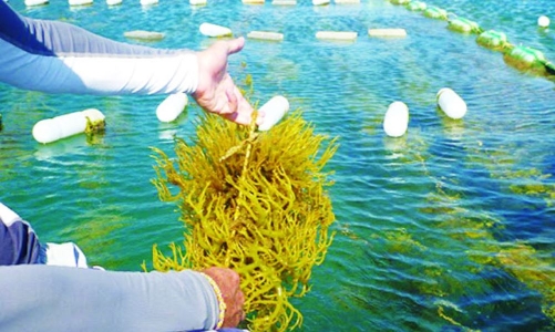 Doanh nghiệp hợp tác xây dựng chuỗi giá trị rong biển giá trị cao