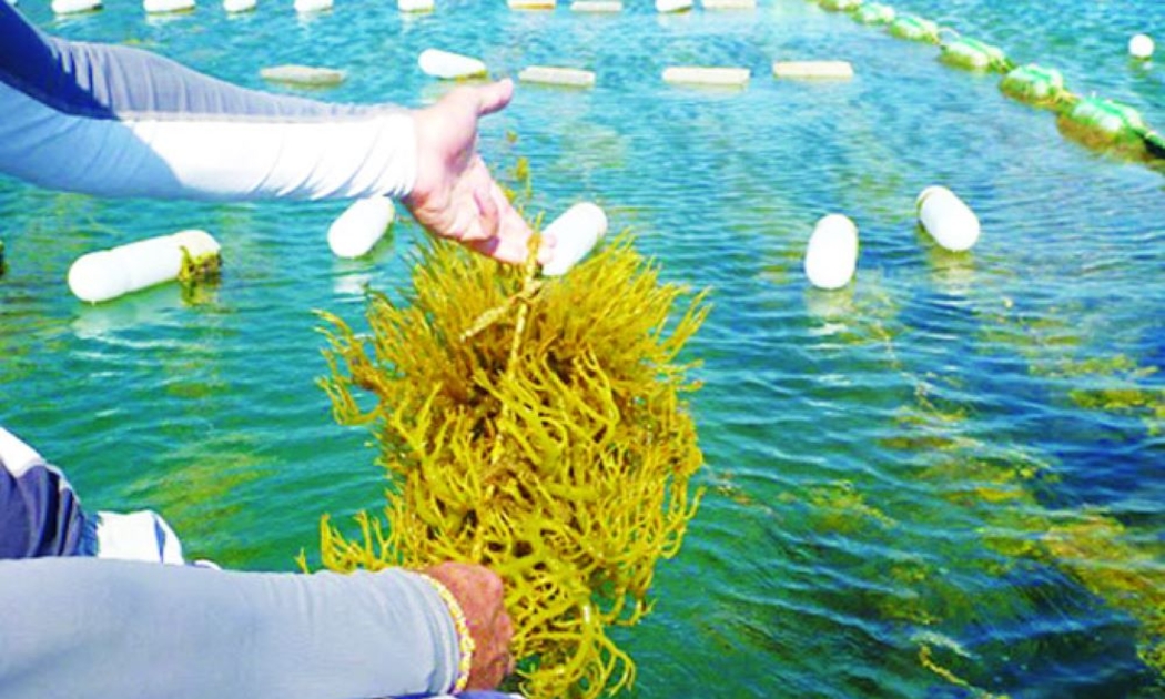 Việt Nam là quốc gia có tiềm năng, lợi thế để phát triển ngành rong biển. Ảnh minh họa.