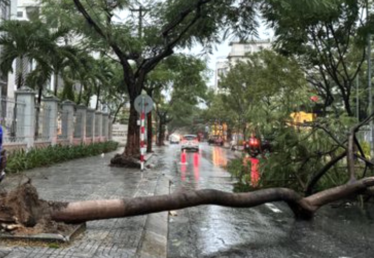 C&acirc;y đổ tr&ecirc;n đường Phan Ch&acirc;u Trinh.