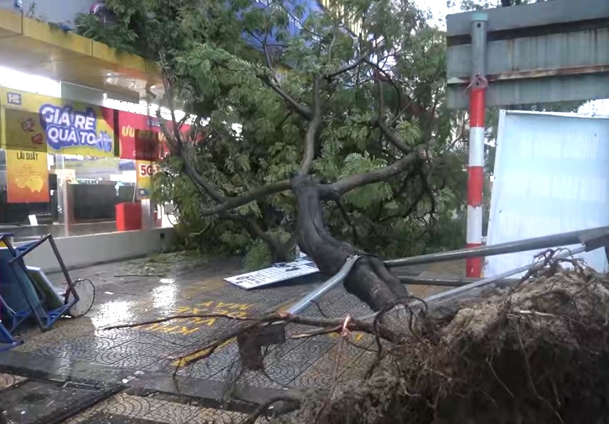 C&acirc;y cổ thụ bật gốc tr&ecirc;n đường phố Đ&agrave; Nẵng.
