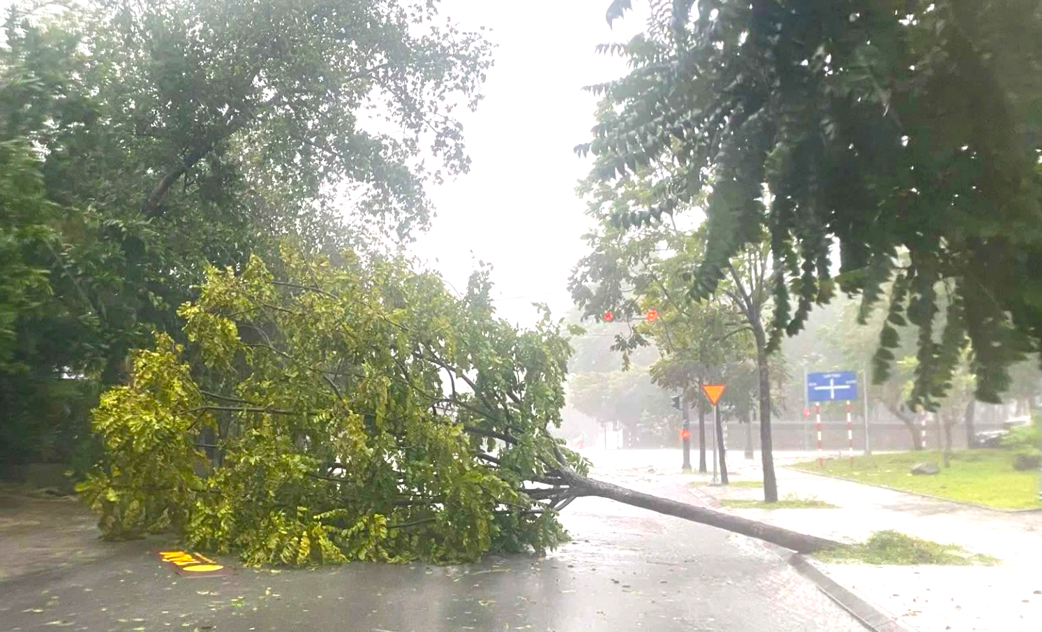 Cây xanh đổ trên đường ở thành phố Huế do ảnh hưởng bão số 6 (Ảnh: Vi Thảo).