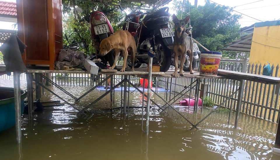 Người d&acirc;n dọn đồ đạc l&ecirc;n cao chờ lũ r&uacute;t.