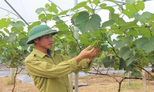 Thanh Hoá thúc đẩy nông nghiệp xanh phát triển kinh tế bền vững