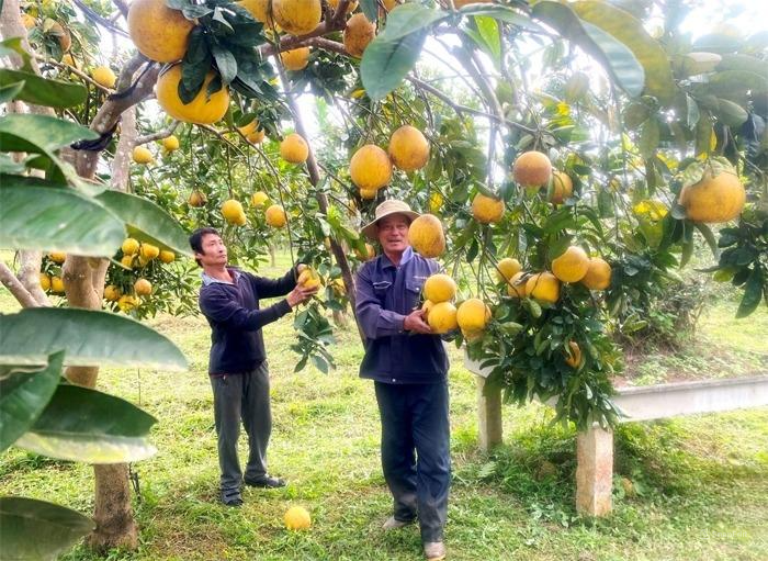 Trang trại trồng bưởi hữu cơ của ông Vũ Văn Chiến đem lại hiệu quả kinh tế cao.