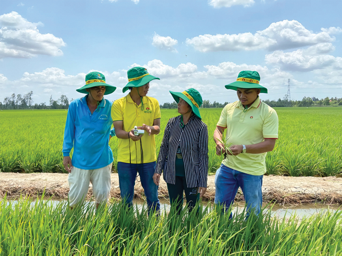 Áp thuế giá trị gia tăng 5% phân bón, nông nghiệp và dân được lợi (nông dân kiểm tra chất lượng của hạt lúa trước khi thu hoạch).