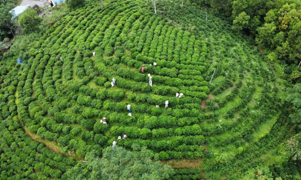 Thu hái chè trên một đồi chè ở Khe Cốc