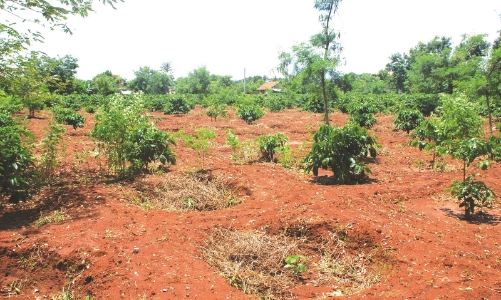 Đắk Lắk dự kiến thu hồi gần 128.000 ha đất rừng bị lấn chiếm