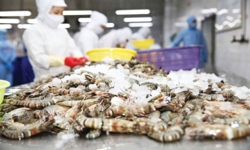 Xuất khẩu tôm tăng trưởng mạnh tại các thị trường chủ lực